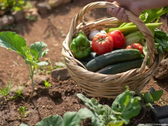 Como Cultivar Alimentos em Casa