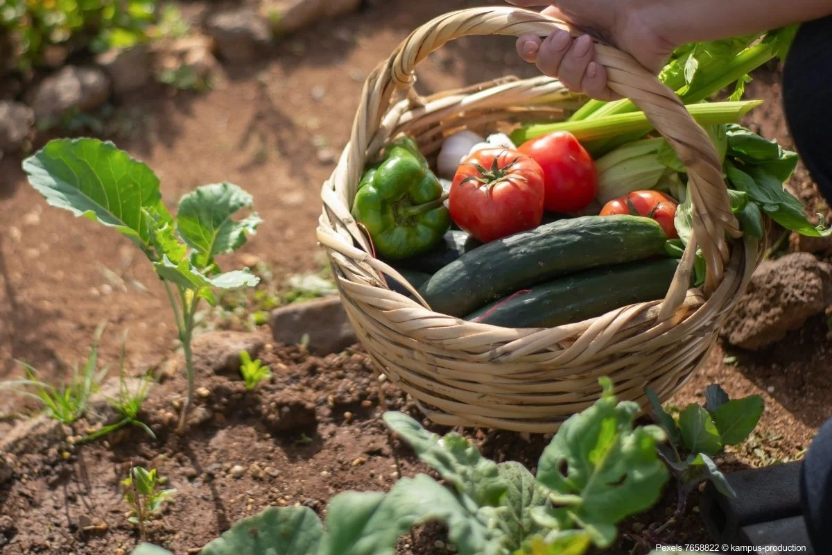 Como Cultivar Alimentos em Casa