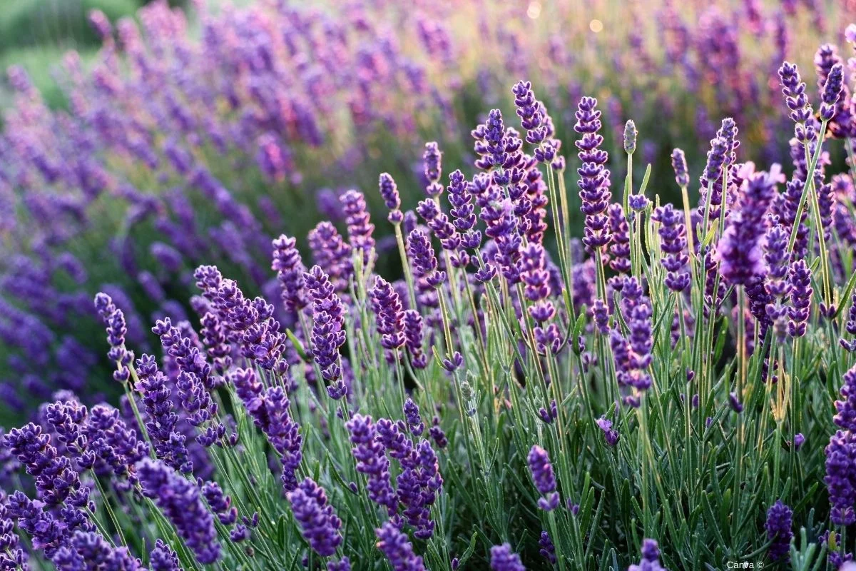 Jardim de Lavanda