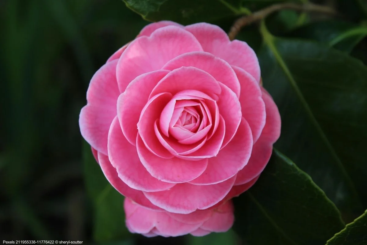 Flores de Inverno: Um Jardim Florido