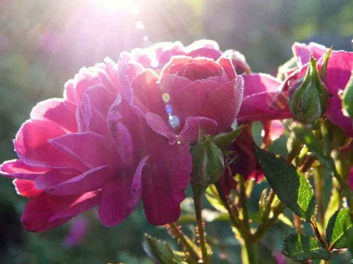 plantas mais usadas jardins