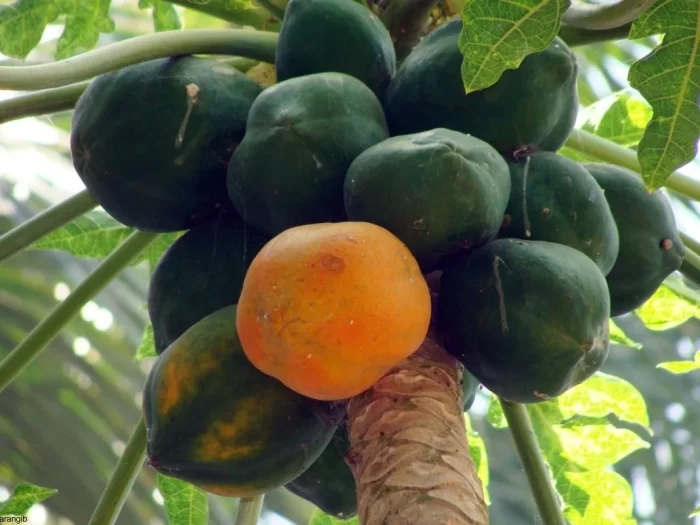 Frutíferas de Rápida Produção