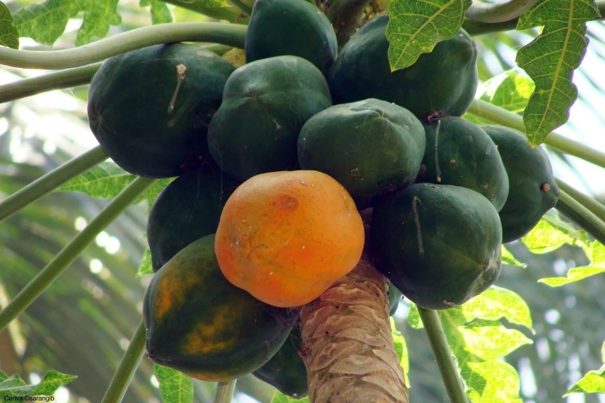 Frutíferas de Rápida Produção