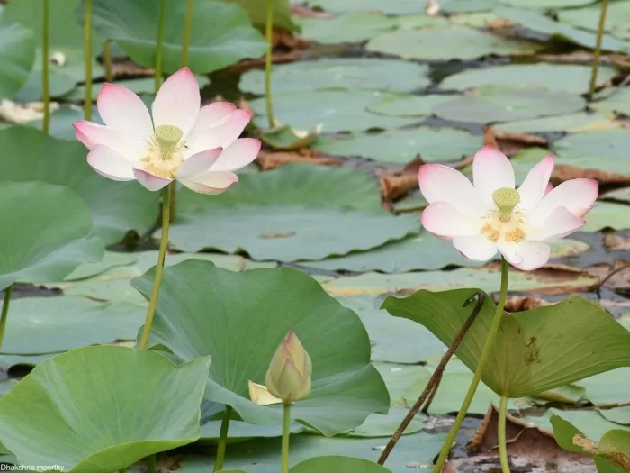 Jardins Aquáticos