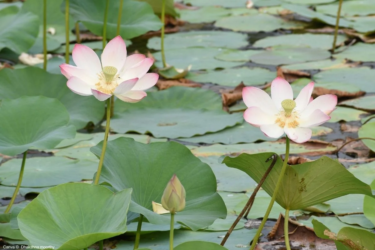 Jardins Aquáticos