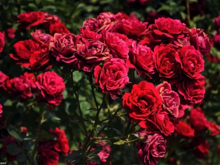 Rosas no Jardim