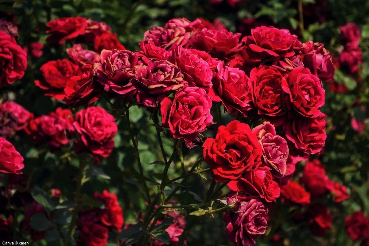 Rosas no Jardim