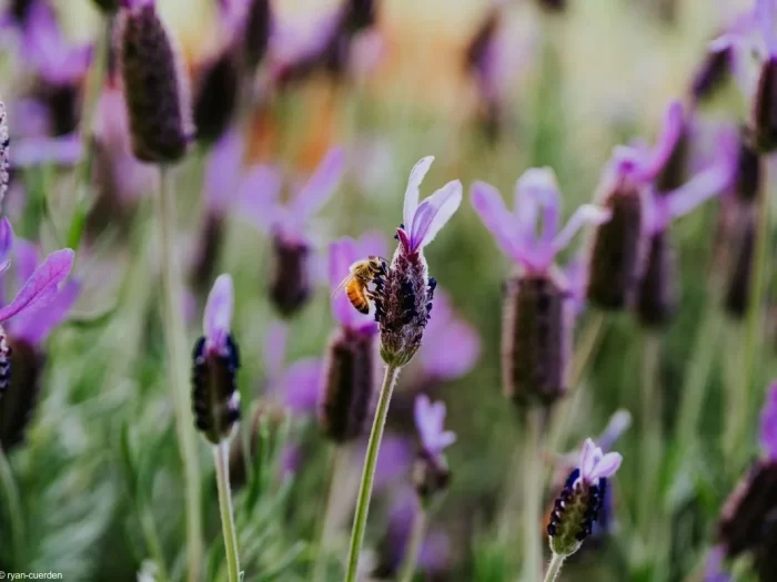 Abelha polinizando uma flor de lavanda