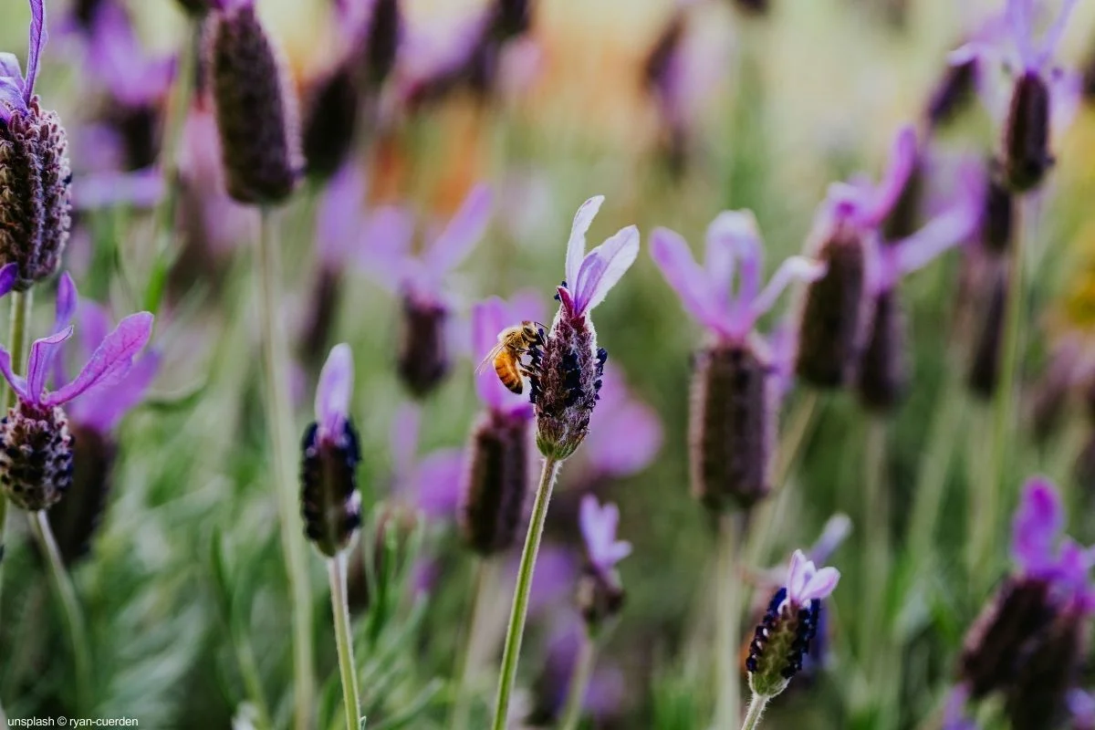 Abelha polinizando uma flor de lavanda