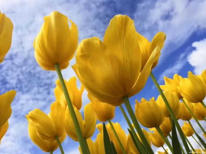 Flores de tulipas amarelas vibrantes desabrochando sob um céu azul claro na primavera.