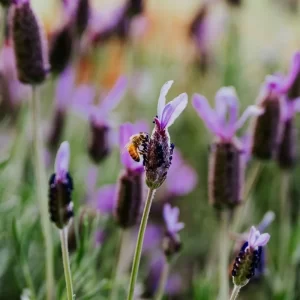 Como Criar um Jardim de Polinizadores: Guia Completo