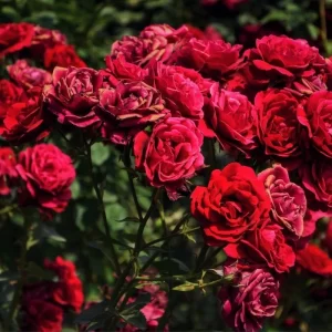 Rosas no Jardim: Um Guia para o Cuidado das Suas Roseiras